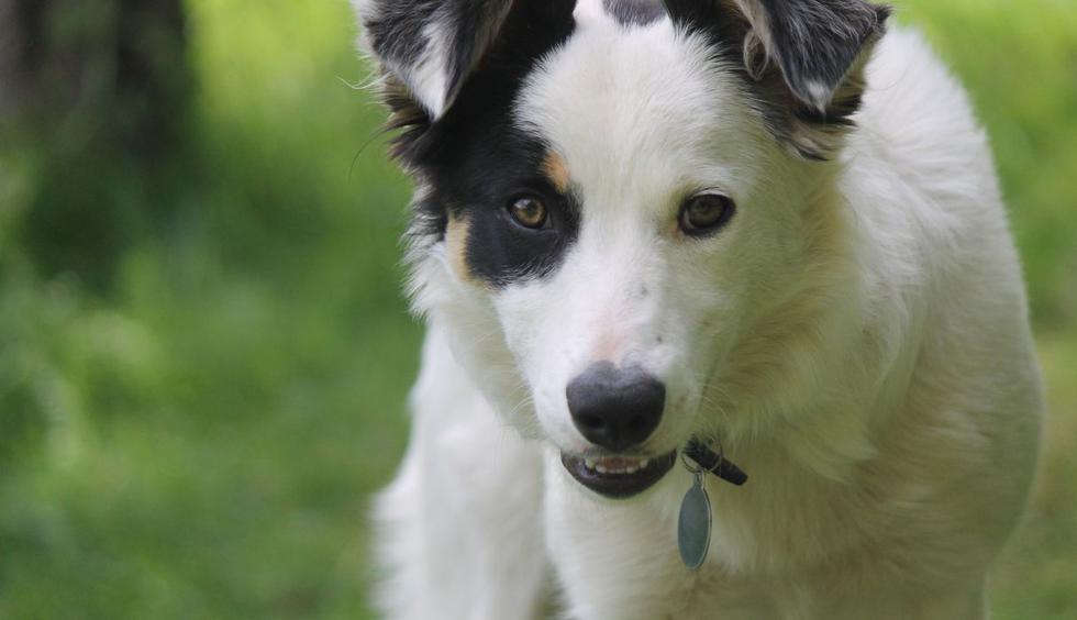 Un can se ha convertido en el protagonista de un video viral por su frustrado robo. (Foto: Pixabay)