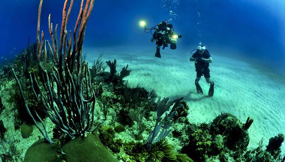 Kristian Laine logró fotografiar una espectacular criatura en el fondo del mar en Australia. | Foto: Referencial/Pixabay