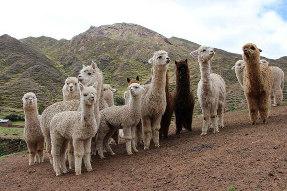 Alpacas y Ovinos (Foto: Andina)