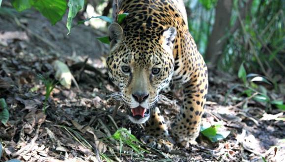 Madre de Dios: Mujer de 63 años pierde el brazo tras ser atacada por jaguar en zoológico (Foto referencial : cortesía de Gerardo Ceballos)