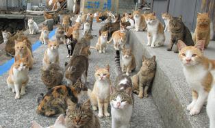 Maullidos y ronroneos: Así es la isla japonesa gobernada por gatos [FOTOS]