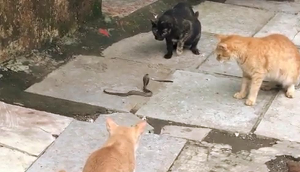 El duelo de una cobra rodeada por cuatro gatos se hace viral en Facebook. (Instagram |&nbsp;neilnitinmukesh)
