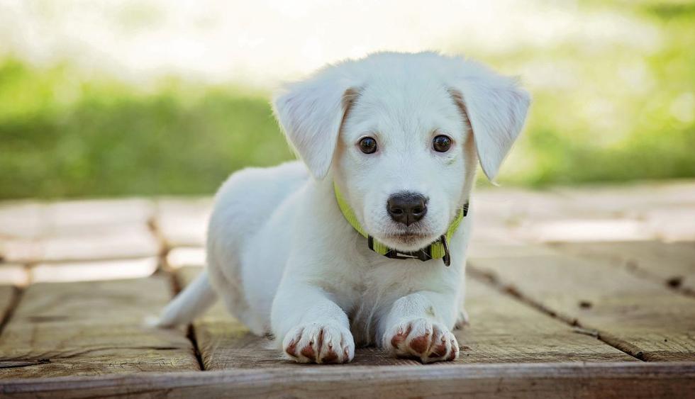 Un pequeño perrito blanco tuvo una segunda oportunidad tras ser ayudado por un niño que lo encontró abandonado. (Foto: Pixabay)