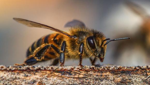 Por varias horas, cuatro abejas permanecieron en la vista de una mujer, quien al inicio pensaba que se trataba de una irritación. (Foto: Pixabay)