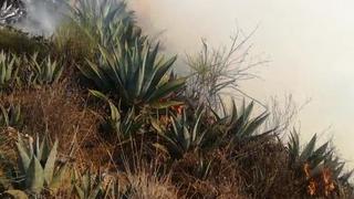 Incendio forestal afectó más de 30 hectáreas de cultivos en Pasco [FOTOS]