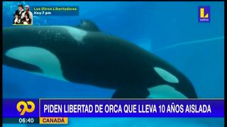 Piden liberar a Kiska, la orca en cautiverio que se golpea contra estanque