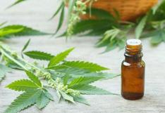 Aprueban protocolo para el uso de cannabis medicinal 
