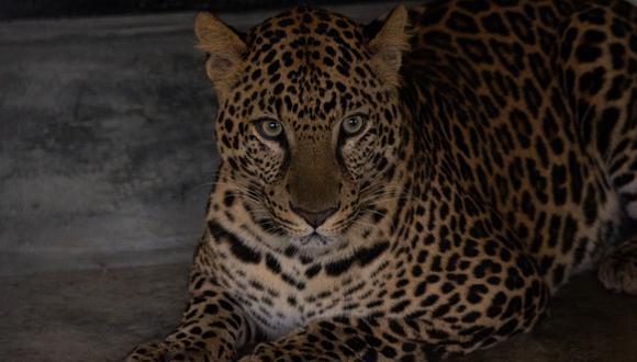 El leopardo y otorongo o jaguar tienen pelaje amarillo con manchas oscuras; esta característica hace que muchas veces los confundan.