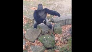 YouTube: Gorila en zoológico odia ser grabado por un turista