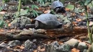 Por primera vez ante una cámara, una tortuga caza y se come un ave