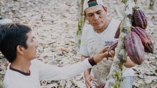 Culmina proyecto ‘Alianza Cacao Perú' tras 10 años asistiendo a más de 35 mil familias productoras en la selva