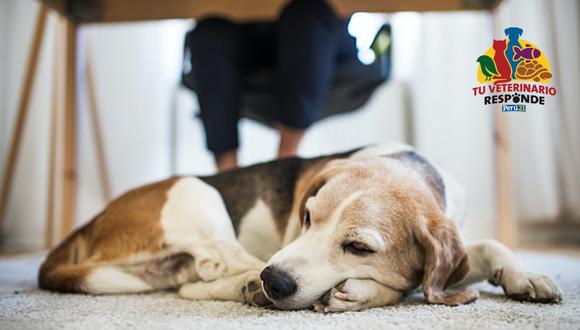 Tu veterinario responde: Los cuidados de mascotas de edad avanzada o geriátrica. (Getty Images)