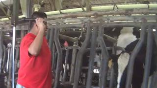 Estados Unidos: Denuncia de tortura a animales en granja lechera se hace viral [VIDEO]