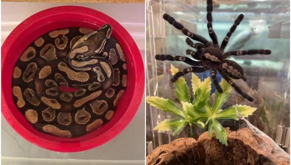 Un casero encuentra 19 tarántulas y una serpiente pitón en el piso que alquiló. (Foto: Mr. Drew and His Animals Too / Facebook)