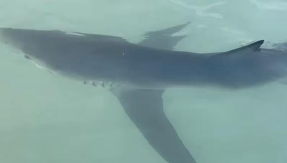 Bañistas encontraron un tiburón en el mar de La Punta.