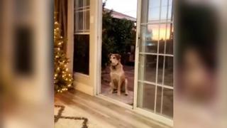 Perro creía que puerta de vidrio estaba cerrada y esperó pacientemente a que la 'abrieran' [VIDEO]