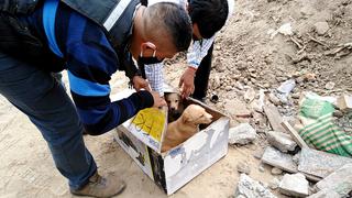 Municipalidad de Lima: Se creará Comité Metropolitano de Protección y Bienestar Animal