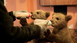 Bradley y Cooper, dos osos bebés, son entrenados para regresar a su habitad natural [VIDEO]