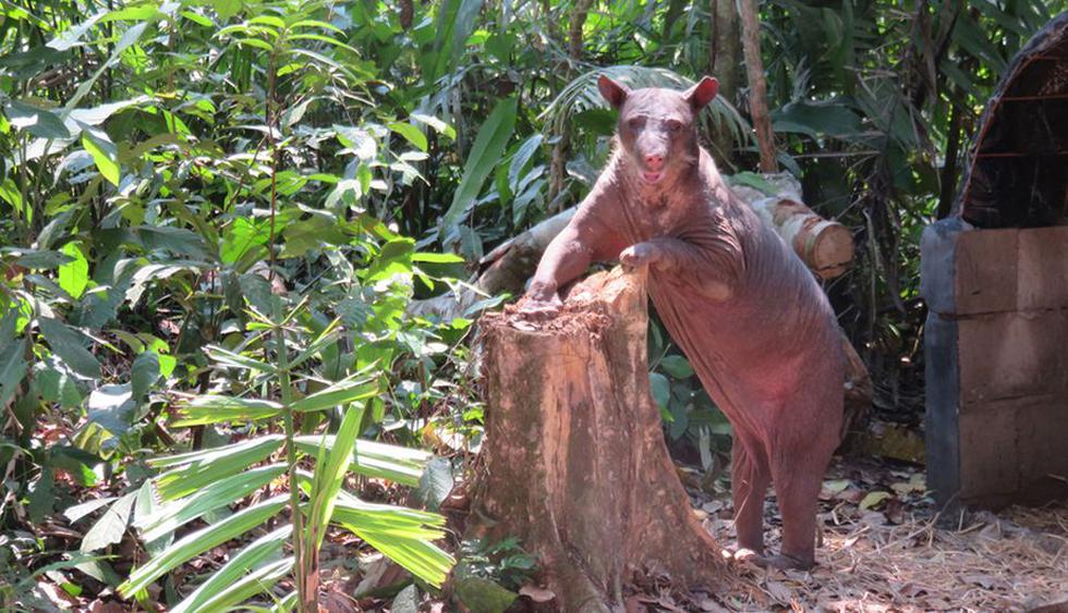 Osa que fue mutilada en circo ahora vive en la selva de Madre de Dios. (Animal Defenders International)