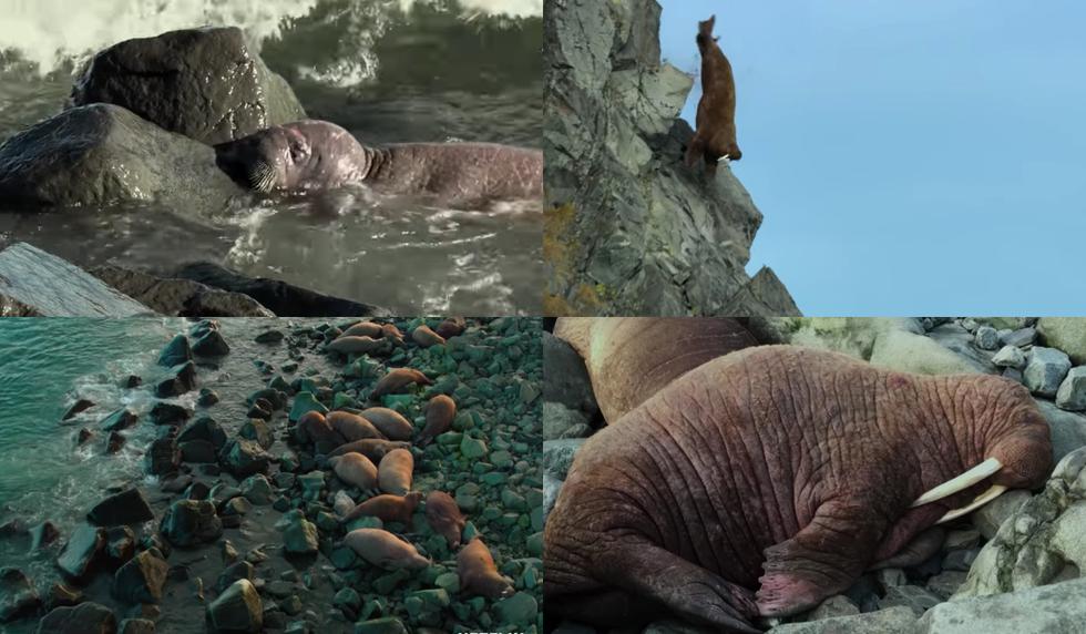 Grandes documentales: Mundo Natural: La Morsa, una criatura de dos  toneladas