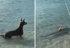 Perro observa a un tiburón cerca de sus amos y no duda en espantarlo