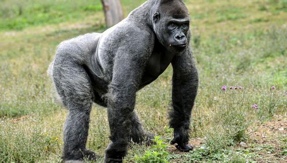 Varios gorilas de un zoológico de San Diego, Estados Unidos, dieron positivo al coronavirus en enero de este año. (Foto referencial: AFP)