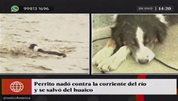 Mira cómo este perrito logró cruzar el huaico en Chaclacayo. (América Noticias)