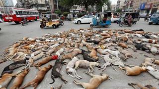 Pakistán: Autoridades justificaron matanza de 700 perros callejeros
