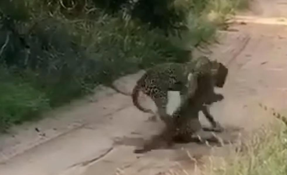 En YouTube se ha hecho viral una reñida batalla entre dos animales salvaje.