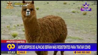 Chile: investigadores aseguran que anticuerpos de alpacas podrían ayudar al tratamiento de COVID-19
