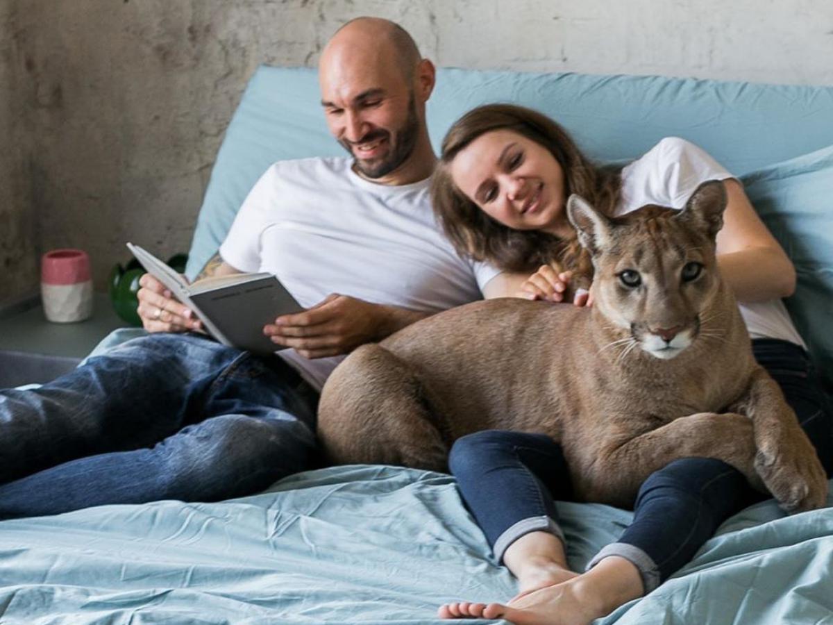YouTube | Instagram | Una pareja adopta a un puma al que tratan como si fuera su gato | Rusia | México | España | | Colombia | Mascotas