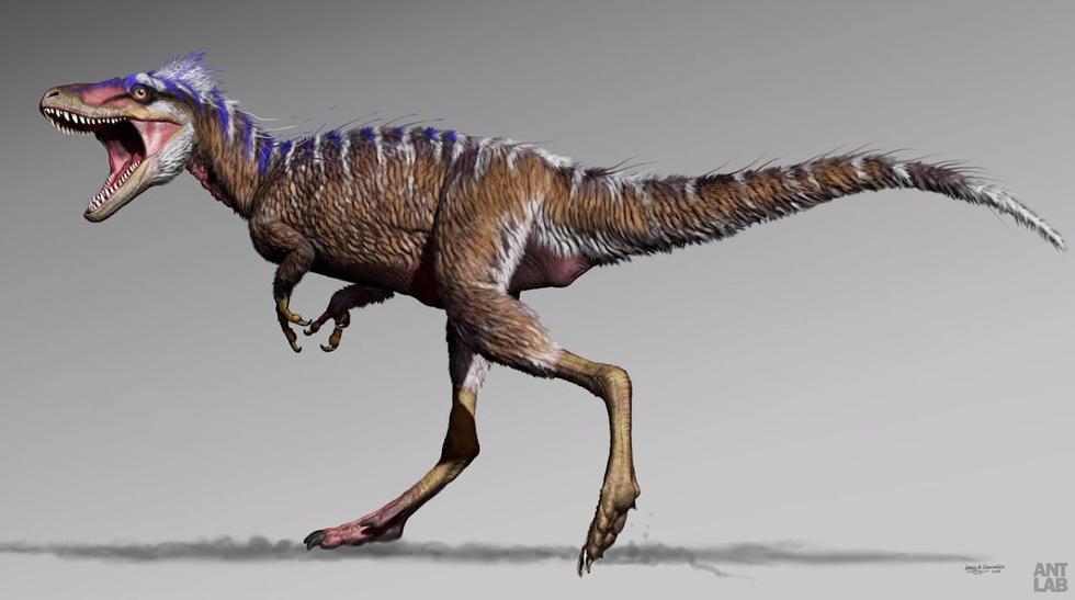 Empezó desde abajo: Hallan un tiranosaurio de 'bolsillo', ancestro directo del temido dinosaurio. (YouTube/Ant Lab)
