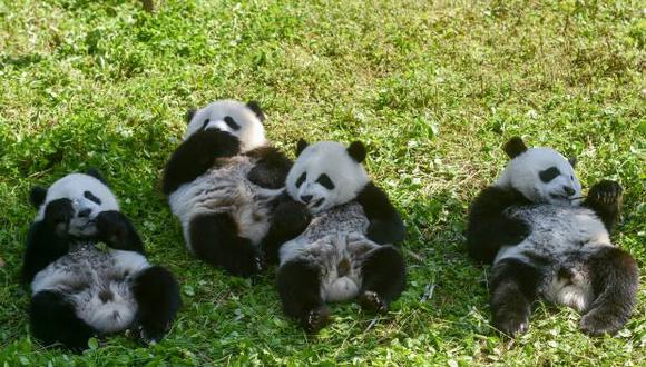 Los cachorros de panda Linlang, Shenbinzai, Meimei y Hehe comen en la base de panda Shenshuping de la Reserva Natural Nacional Wolong en Wenchuan, provincia de Sichuan, suroeste de China. (Foto: AFP)