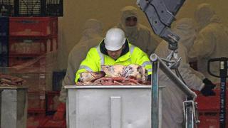 Unión Europea aprueba plan contra fraude con carne de caballo