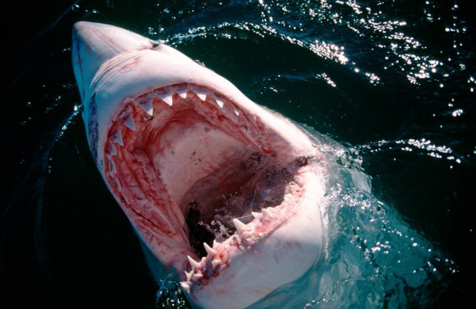 Australia se encuentra desplegando 'drones' en sus playas para localizar tiburones y proporcionar a los bañistas una ayuda más rápida. (AFP)