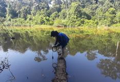 Científicos aplican técnica para monitorear recuperación de ecosistemas impactados por la minería en la Amazonía