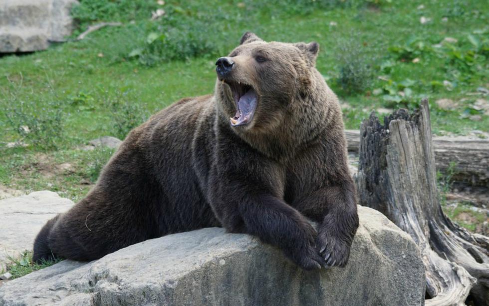 FOTO 1 DE 3 | Rumiko Sasak, de 82 años, retiraba malezas de su jardín cuando se dio cuenta de que un oso negro estaba punto de abalanzarse sobre ella. | Foto: Referencial/Pixabay (Desliza a la izquierda para ver más fotos)