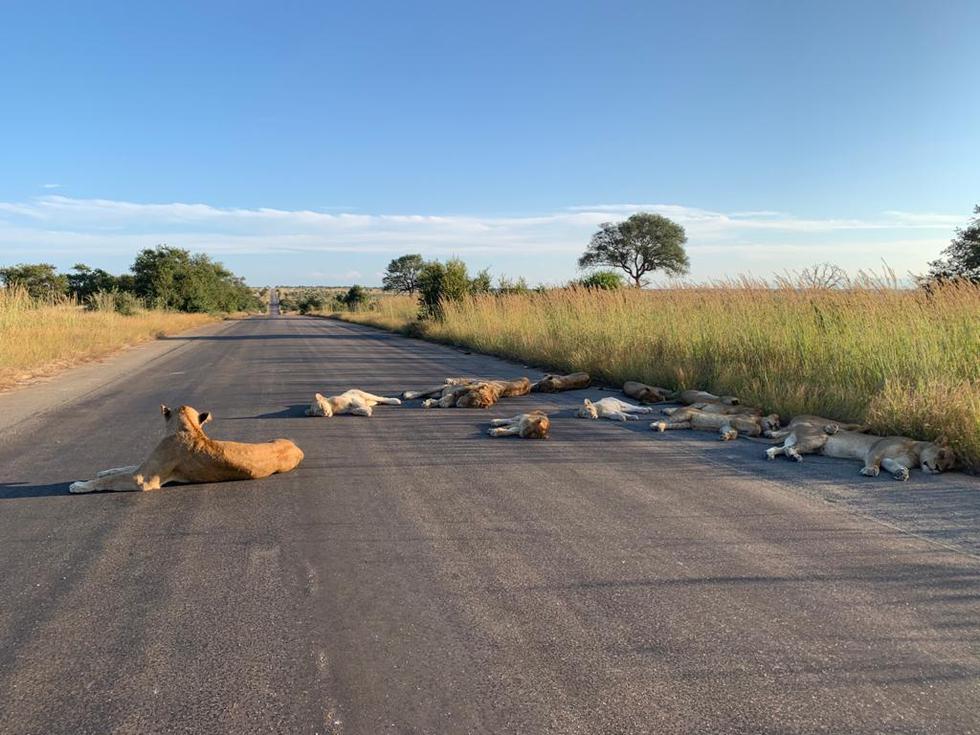 Animales silvestres aprovechan la falta de humanos y son captados en carreteras. (Twitter)