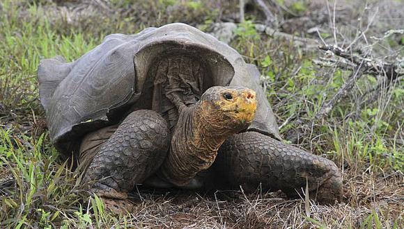 Tortugas gigantes de las Galápagos se salvaron de la extinción. (Reuters)