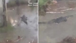 Enorme caimán apareció en el patio de una vivienda tras el paso del huracán Sally | VIDEO 