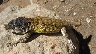 Descubren nueva especie de lagartija en la Reserva Paijsaística Subcuenca del Cotahuasi