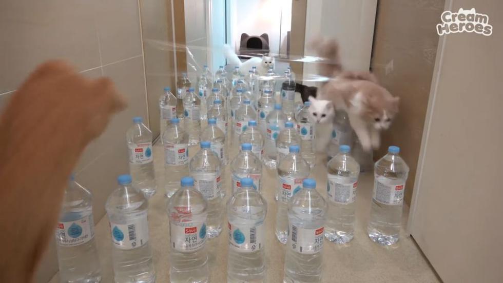 Un grupo de gatos se volvió popular en YouTube. (Captura)
