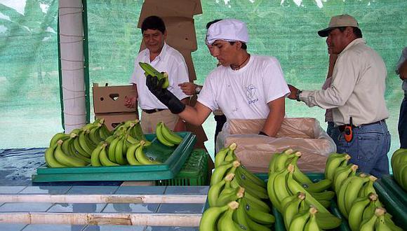 Holanda se convirtió en el principal comprador del banano peruano orgánico. (Foto: USI)