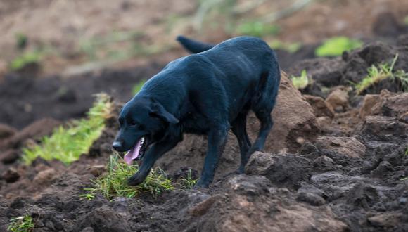 Jacob, el perrito que busca a su familia sepultada por un alud (Foto: EFE)