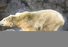Osos Polares se matan y se comen entre sí debido a la escasez de comida en el Ártico [VIDEO]