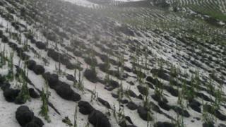 Granizo dañó 68 mil hectáreas de cultivos de papa en Pasco [FOTOS]