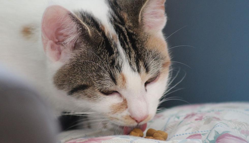 El pequeño felino demostró que 'no le importa' la posición en la que se encuentre con tal de comer.  (Pixabay)