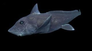 'Tiburón fantasma', conoce una de las especies marinas más raras del mundo [Video]