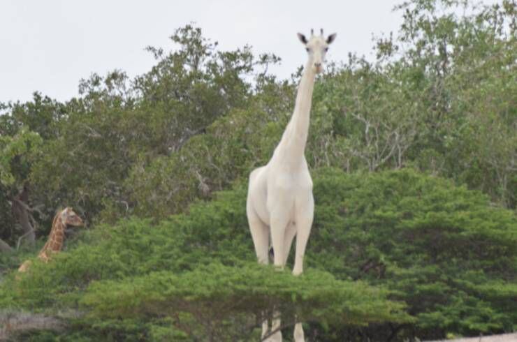 Dos jirafas completamente blancas, únicas en Kenia, fueron asesinadas por cazadores furtivos. (Hirola conservation)