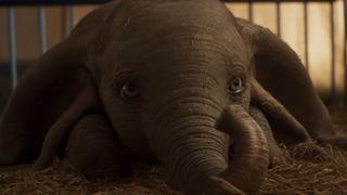 Asociación de circos con animales pide que no vayan a ver 'Dumbo' y genera el efecto contrario